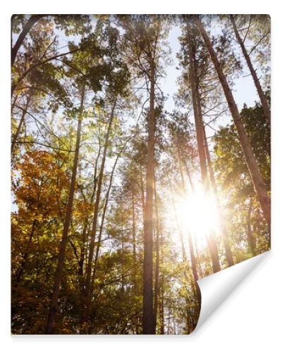 sun, trees with yellow and green leaves in autumnal park at day 