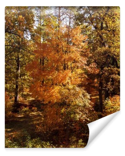 trees with yellow and green leaves in autumnal park at day 