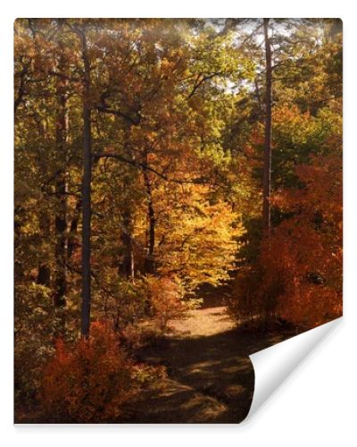 trees with yellow and green leaves in autumnal park at day 