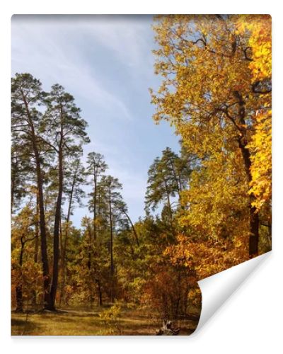 trees with yellow and green leaves in autumnal park at day 