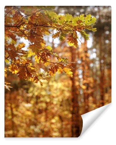 selective focus of trees with yellow and green leaves in autumnal park at day 