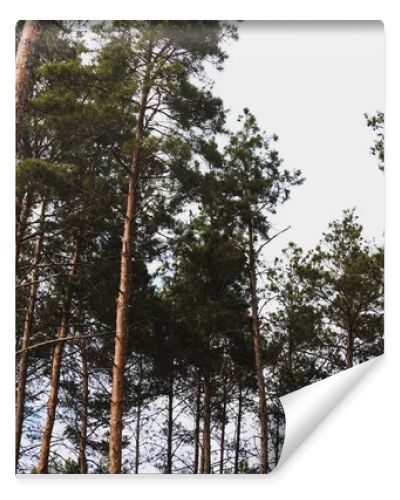 low angle view of green trees against sky 