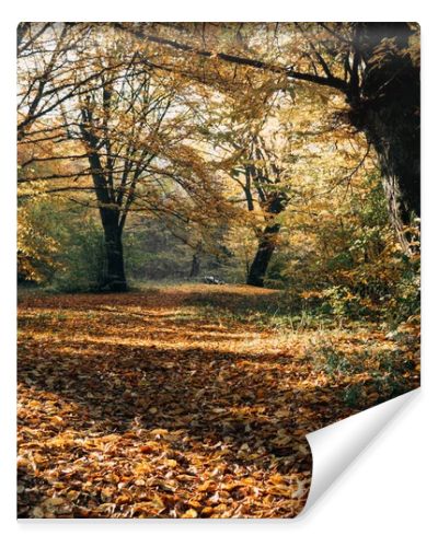 Sunshine on fallen autumn leaves in park