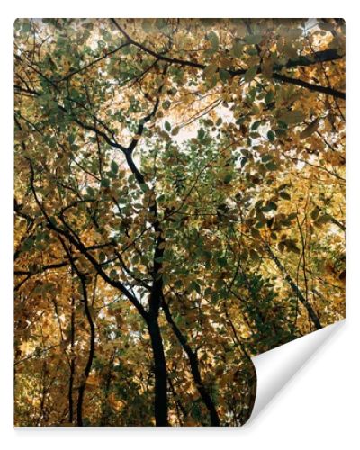 Bottom view of autumnal trees with twigs in forest 