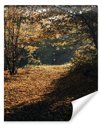 Sunlight on fallen yellow leaves in autumn forest 