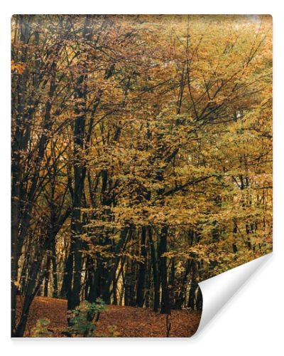 Yellow leaves on tree branches in forrest 