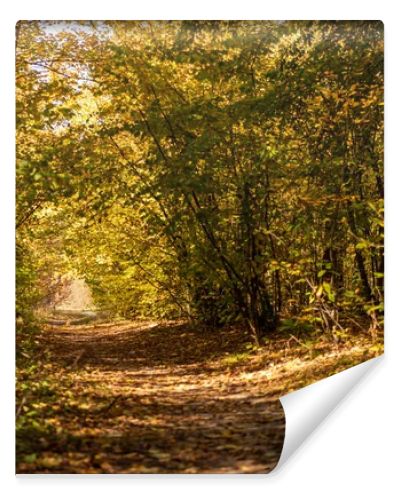 picturesque autumnal forest with golden foliage and path in sunlight