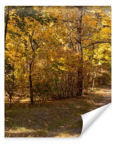 scenic autumn forest with golden foliage and path in sunlight