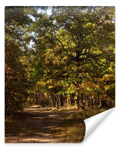 scenic autumnal forest with golden foliage and path in sunlight