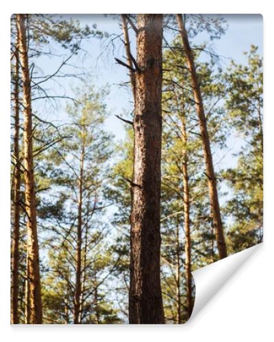 scenic autumnal forest with wooden tree trunks in sunlight