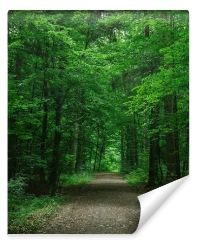 rural road in green beautiful forest in Wurzburg, Germany