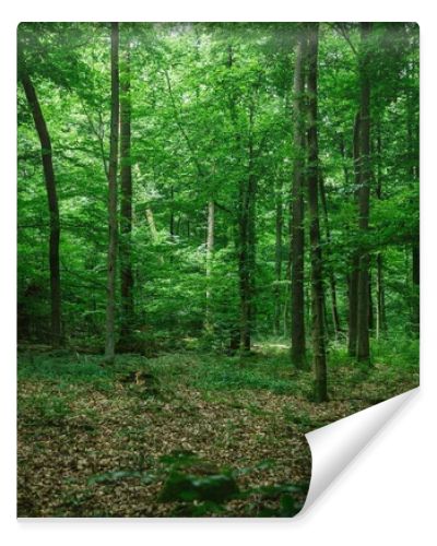 beautiful green forest in Germany in summer