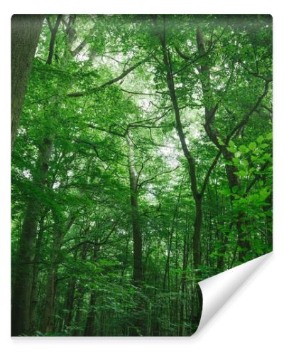 trees with green leaves in forest in Wurzburg, Germany