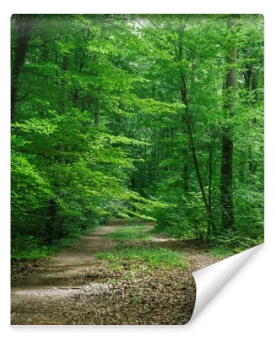 path between trees in green beautiful forest in Wurzburg, Germany