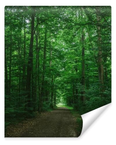 narrow road in green beautiful forest in Wurzburg, Germany