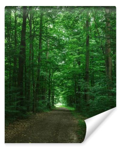 path in green dark forest in Wurzburg, Germany