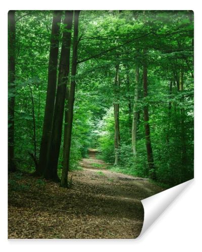 road in green beautiful forest in Wurzburg, Germany