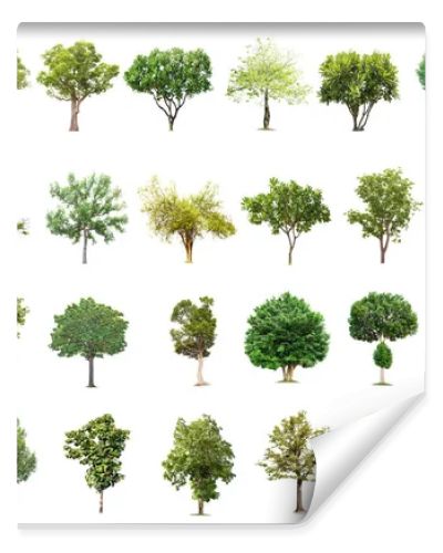 Isolated big tree on white background ,The collection of trees.Large trees database Botanical garden organization elements of Asian nature in Thailand, tropical trees isolated used for design,