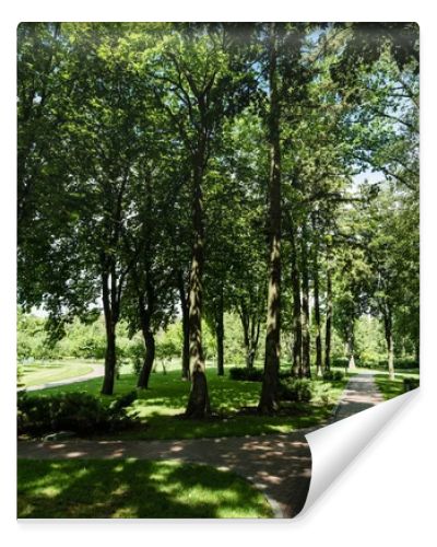 sunlight on path with shadows from trees and bushes in park 