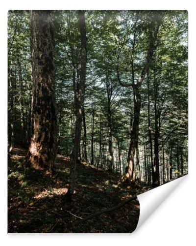 sunshine on trees with green and fresh leaves in woods 