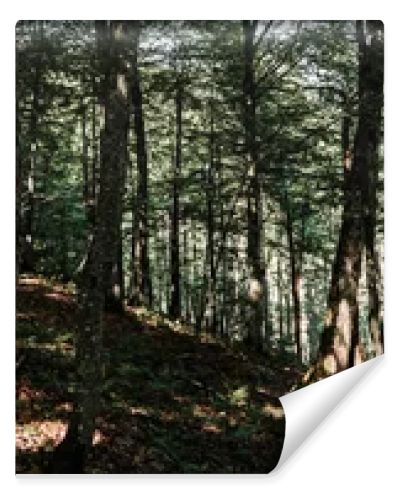 panoramic shot of shadows on ground near trees with green fresh leaves in forest 