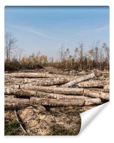 sunshine on wooden logs on ground near trees in woods 