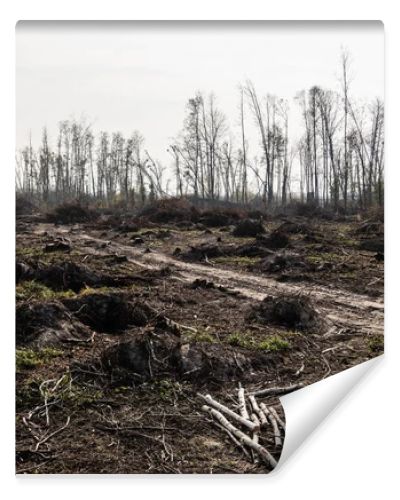 dry sticks on ground near path against cloudy sky 