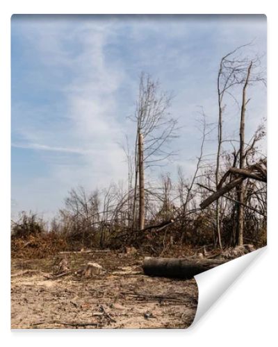 logs near sticks and trees against blue sky 