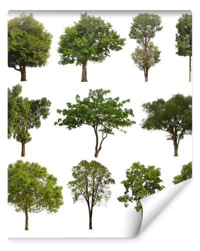 isolated tree green set is located on a white background.Collection of isolated tree green on white background Tropical tree