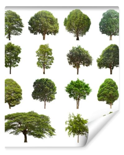 isolated tree green set is located on a white background.Collection of isolated tree green on white background Tropical tree