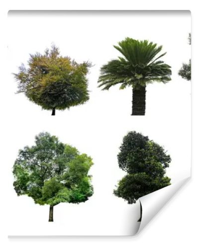 Set of different trees isolated on white