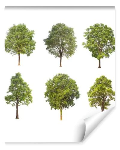  tree isolated on white background ,The collection of trees. Large trees database Botanical garden organization elements of Asian nature in Thailand, tropical trees isolated used for design,