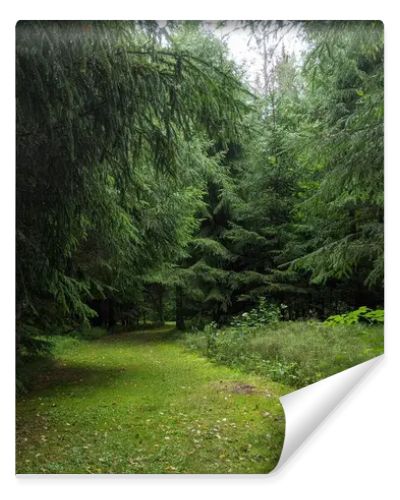 beautiful green forest in summer