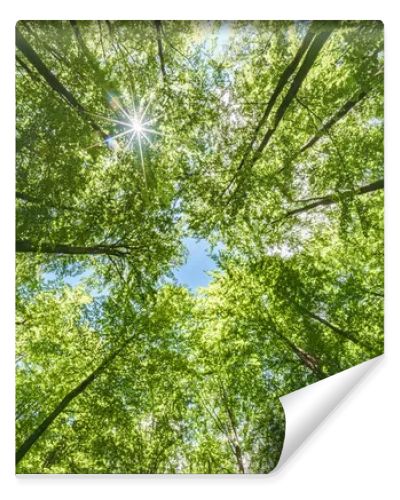 A vibrant view from below a dense green canopy where the sunlight softly filters through the leaves above