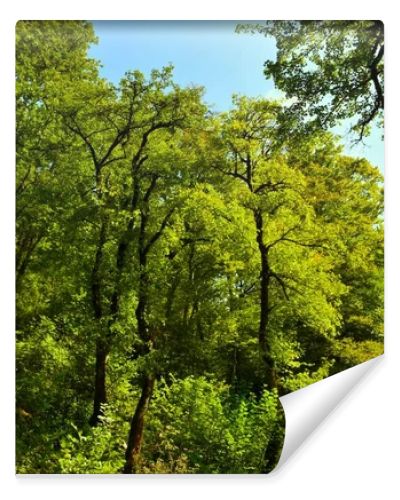 Tall trees in a temperate, deciduous, broadleaf european forest lit by sunlight