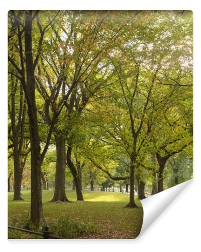 park with picturesque green trees in New York City