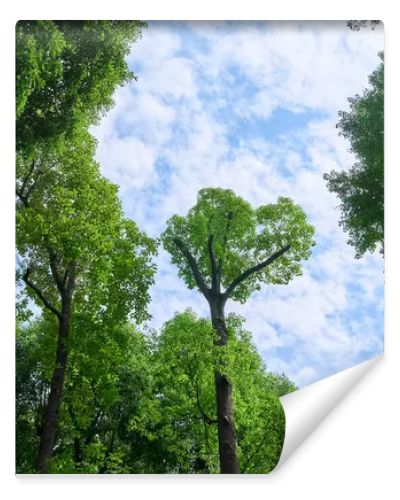 green forest in the morning