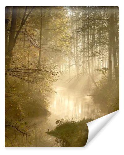 Sunlight falls into misty forest