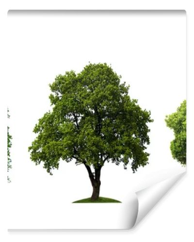 Three beautiful tree isolated
