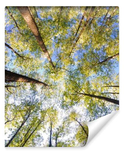 Looking up in forest