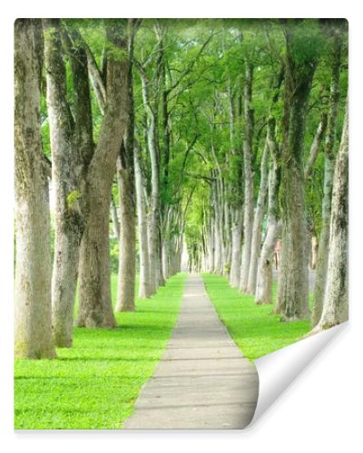 Road through row of trees