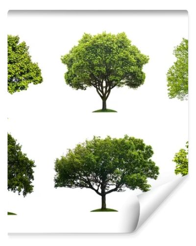 Collection of isolated summer tree