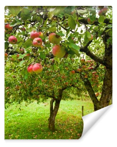 Apple trees with red apples