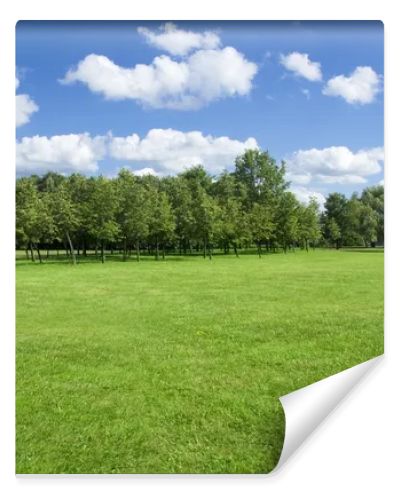 Summer landscape of grass and trees.