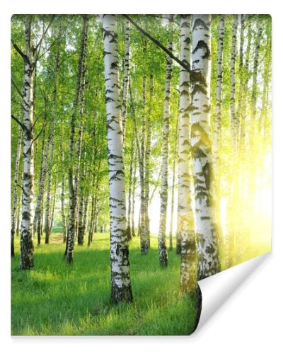 Birch trees