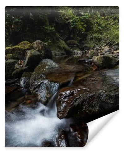 water flowing on wet rocks near green leaves in woods 