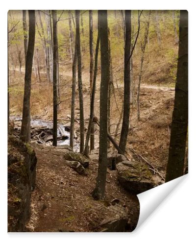 River stream waterfall in forest landscape, tranquil waterfall scenery in the middle of green forest