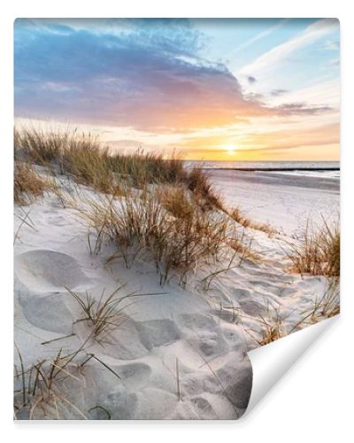 Beach grass on dune, Baltic sea at sunset. Calm landscape