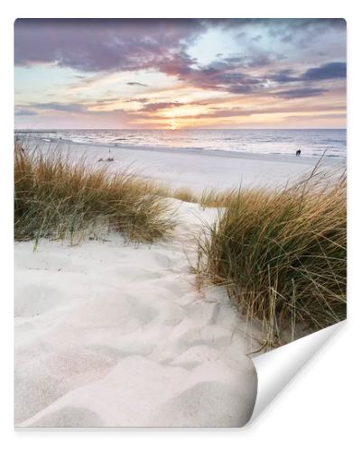 Beach grass on dune, Baltic sea at sunset. Calm landscape