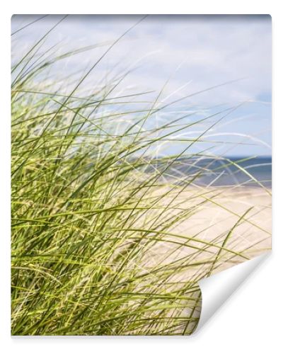 Beach grass